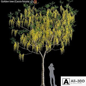 Golden tree (Cassia fistula) # 3