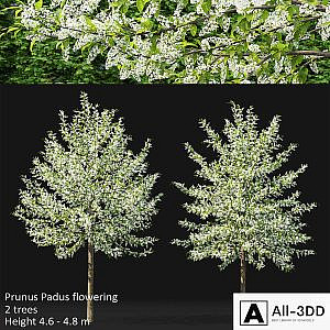 Bird cherry | Prunus Padus flowering # 3