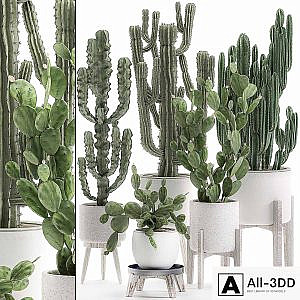 Collection of cacti in white pots Prickly pear, cereus, Carnegie, Milkweed, indoor, desert plants, Prickly pear. Set 571.