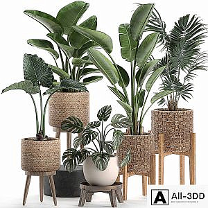 Collection of plants in rattan baskets on legs with Banana palm, strelitzia, hovea, monstera, alokasia. Set 574.