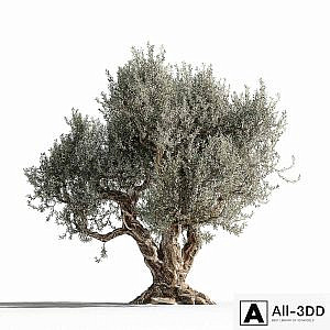 Olive tree 1