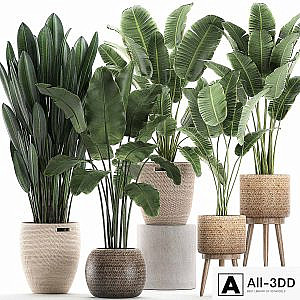 Collection of banana palms in wicker baskets rattan with Banana, strelitzia, ravenala. Set 615.