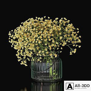 Gypsophila 03