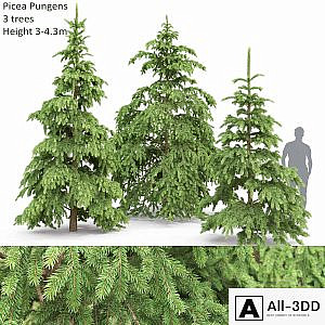 Spruce