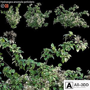 Hydrangea anomala petiolaris - Climbing Hydrangea 02