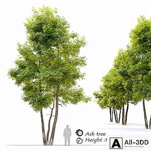 Ash tree 13
