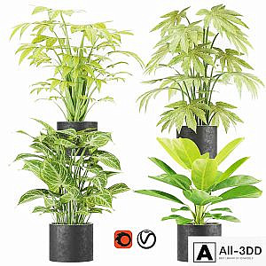 Collection plant vol 2