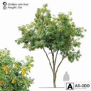 Golden rain tree_2