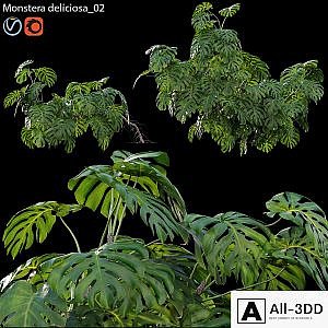 Monstera deliciosa 02
