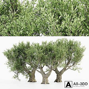 African Olive tree