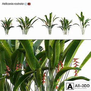 Heliconia 02