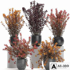 Collection of plants for garden and landscape design in outdoor pots with Barberry bush, autumn, dried flower. Set 698.