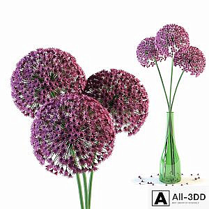 Allium flowers in vase