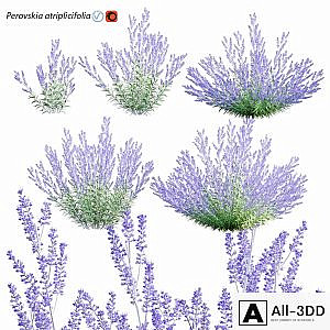 Perovskia atriplicifolia | Russian Sage