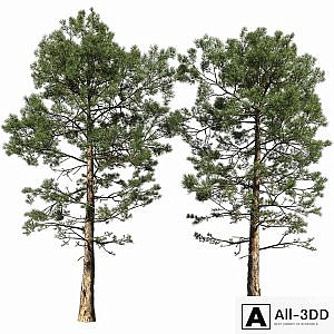 Pine | Pinus # 002 (16.5m)