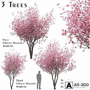 Set of Chinese Magnolia Trees (Saucer Magnolia) (3 Trees)