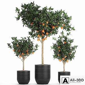 A collection of fruit orange trees in black pots Orange, outdoor flowerpot for the garden. Set 718.