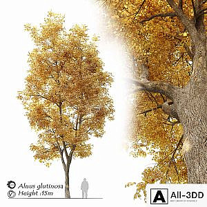 Alnus glutinosa (black alder)