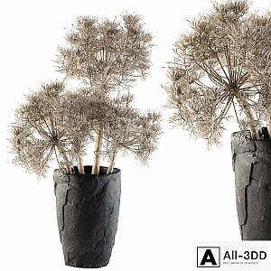 Dry plants 32 - Dried Plant