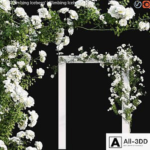 Climbing Iceberg Rose 01