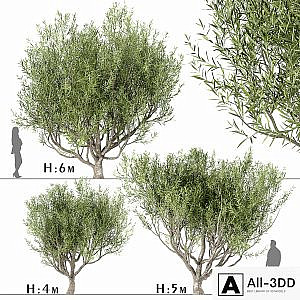 Set of Olive Trees (Olea Europaea) (3 Trees)