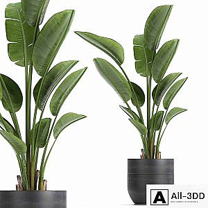 A beautiful small indoor banana palm in a black flower pot Strelitzia. Set 723.
