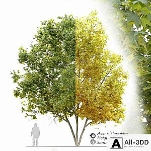 Acer platanoides (Norway maple)