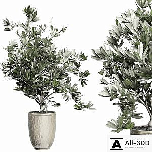 Flower Pack 123 - Olive Tree