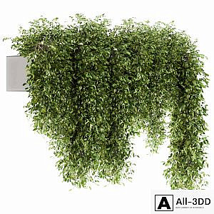 indoor Plant Set 98 - Hanging Plants