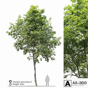 Fraxinus americana (White ash) 2