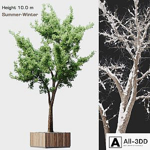 Tree summer-winter