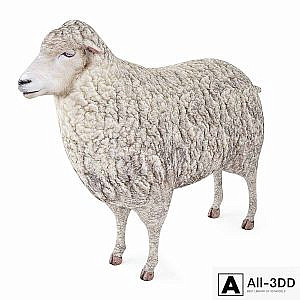 Sheep