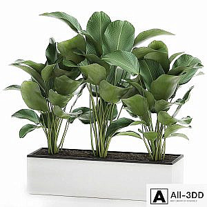 Beautiful lush bushes of exotic plants in a white pot Kalatea lutea. 754.