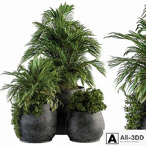 indoor Plant Set 113 - Black Pot