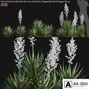 Yucca gloriosa - Mound Lily