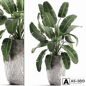 Decorative banana palm is an exotic strelitzia plant in a luxury pot luxury. Set 794.
