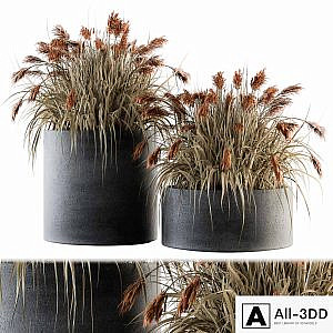 indoor Plant Set 140 - Indian Grass