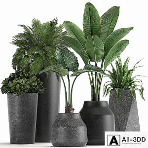 Collection of small plants in black pots with Banana palm, asplenium, alocasia. Set 825