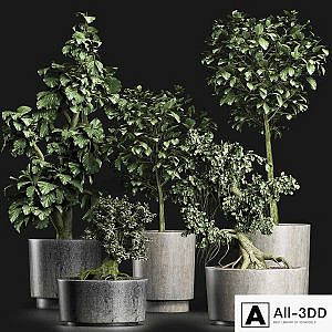 Plants Collection 199 Sageretia Theezans