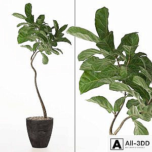 ficus lyrata No. 3