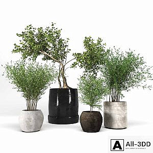 Plant collection09