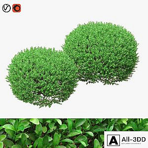 Large round boxwood bushes
