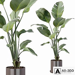 Plants collection 093 - strelitzia