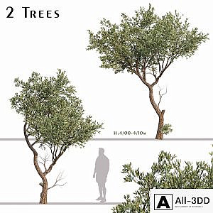 Set of Fruitless Olive Trees (Olea Europaea) (2 Trees)