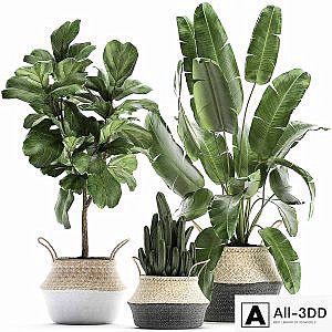 A collection of beautiful plants in black and white baskets with banana palm, Strelitzia, Ficus lirata, cactus. Set 861.
