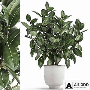 Beautiful lush flower tree Ficus elastic in a white metal pot for interior. 864.