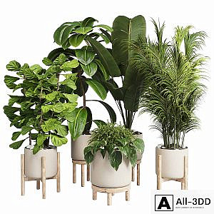collection Indoor plant 30 -wood vase