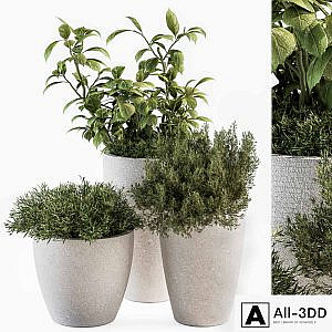 indoor Plant Set 191 - Plant in pot