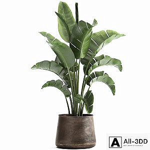Beautiful lush banana palm in a metal pot Strelitzia, ravenala. 916.