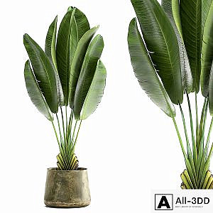 Exotic small flower in a pot with Ravenala, Strelitzia, Banana palm. 926.